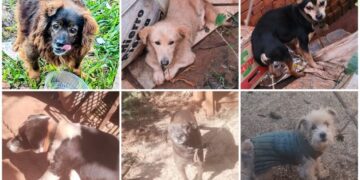 Tras investigación judicial, hallaron a la más de la mitad de los perros entregados en adopción en Guaraní