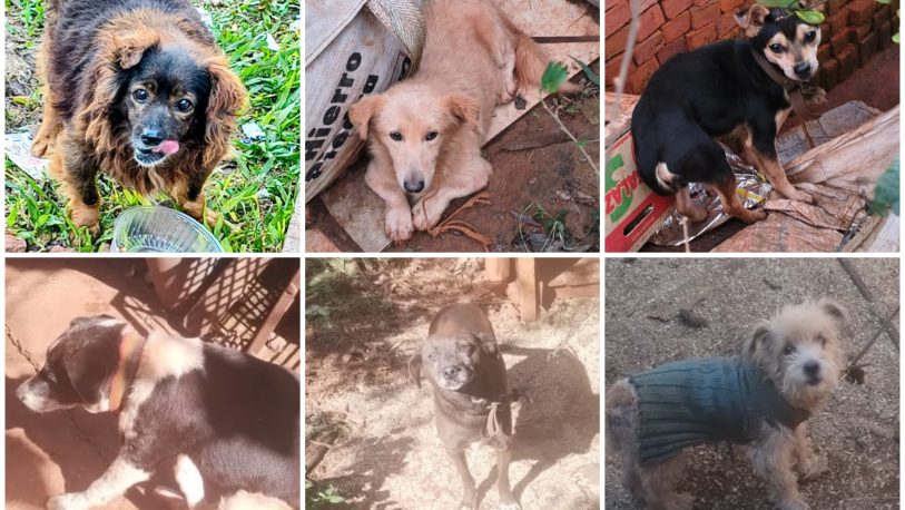 Tras investigación judicial, hallaron a la más de la mitad de los perros entregados en adopción en Guaraní