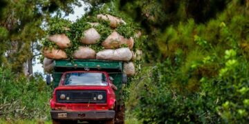 Misiones: anuncian una tarjeta sanitaria para el sector yerbatero y que la incorporarán al proyecto de trazabilidad
