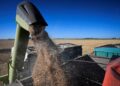 El Gobierno redujo las retenciones para granos y biocombustibles: cuánto pagarán los exportadores de soja