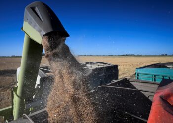El Gobierno redujo las retenciones para granos y biocombustibles: cuánto pagarán los exportadores de soja