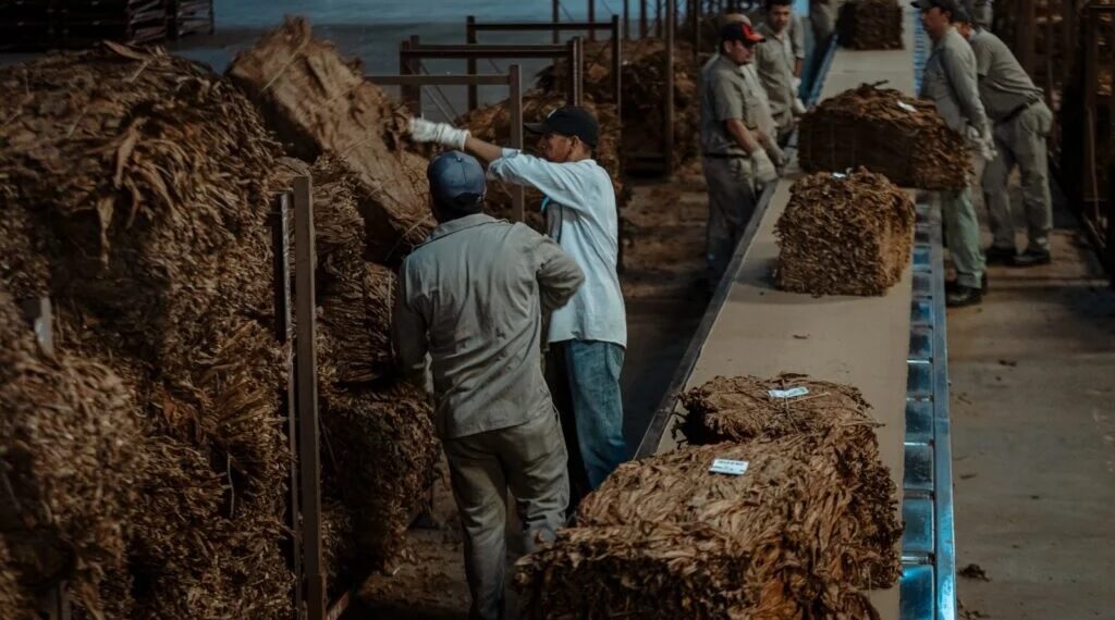 El acopio de tabaco cierra el 12 de junio con una campaña récord en Misiones