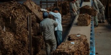 El acopio de tabaco cierra el 12 de junio con una campaña récord en Misiones