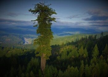 28 de Junio: Día Internacional del Árbol