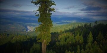 28 de Junio: Día Internacional del Árbol