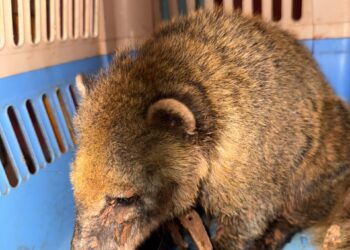 Lo encontraron con una soga en el cuello: rescataron a un coatí que estaba siendo criado como mascota en Oberá