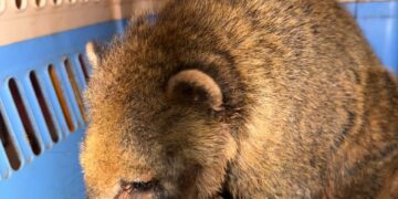 Lo encontraron con una soga en el cuello: rescataron a un coatí que estaba siendo criado como mascota en Oberá