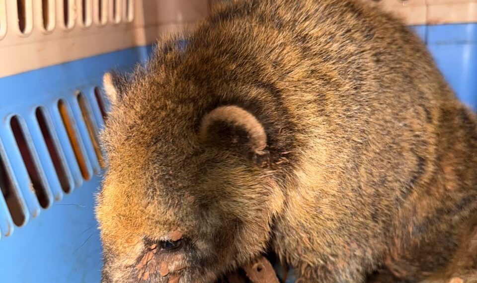 Lo encontraron con una soga en el cuello: rescataron a un coatí que estaba siendo criado como mascota en Oberá