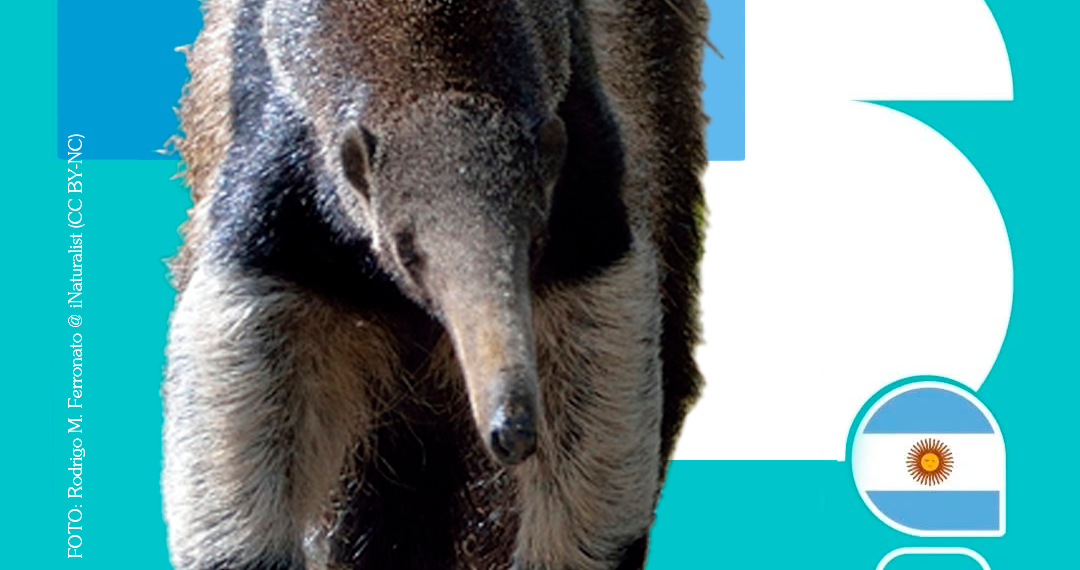 Mundial 2026: Fundación Vida Silvestre Argentina lanza figuritas de especies para celebrar y proteger la biodiversidad