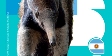 Mundial 2026: Fundación Vida Silvestre Argentina lanza figuritas de especies para celebrar y proteger la biodiversidad