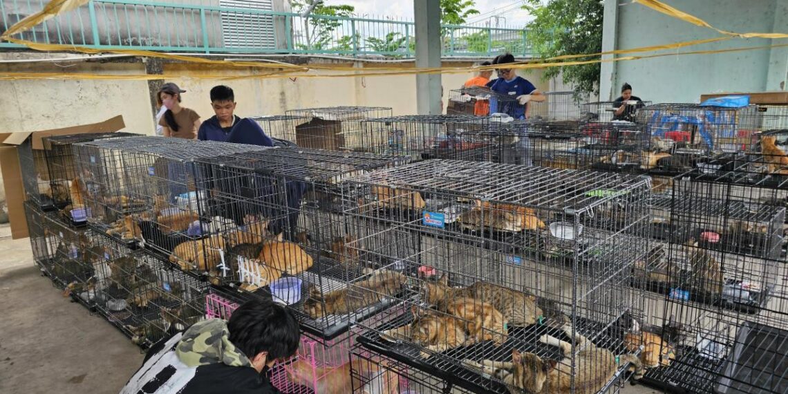 Vietnam: rescataron a casi 400 gatos de una red que los vendía para consumo humano