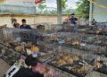 Vietnam: rescataron a casi 400 gatos de una red que los vendía para consumo humano