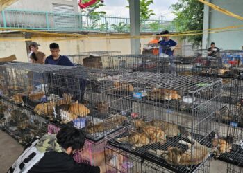 Vietnam: rescataron a casi 400 gatos de una red que los vendía para consumo humano