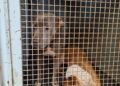 Tras denuncias la Policía allanó un domicilio en Itaembé Miní y resguardó a tres pitbulls considerados agresivos