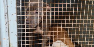 Tras denuncias la Policía allanó un domicilio en Itaembé Miní y resguardó a tres pitbulls considerados agresivos