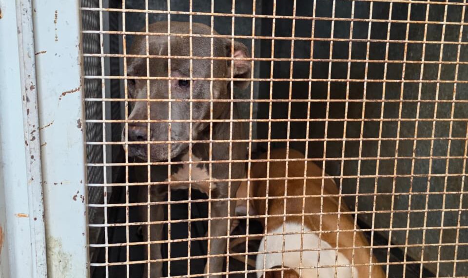 Tras denuncias la Policía allanó un domicilio en Itaembé Miní y resguardó a tres pitbulls considerados agresivos
