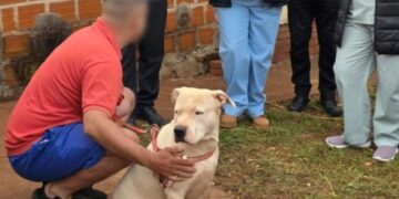 Restituyeron a sus propietarios los pitbulls que mataron a otro perro en Itaembé Miní