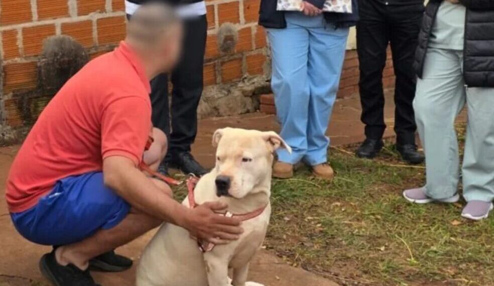 Restituyeron a sus propietarios los pitbulls que mataron a otro perro en Itaembé Miní