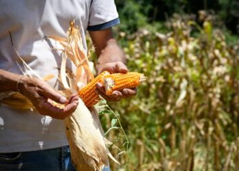 La Legislatura sancionó una ley que impulsa la producción de proteína vegetal y fortalece el desarrollo de la cadena ganadera