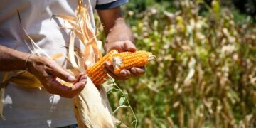La Legislatura sancionó una ley que impulsa la producción de proteína vegetal y fortalece el desarrollo de la cadena ganadera