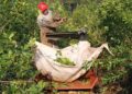 Productores yerbateros proponen una ley provincial de emergencia en Misiones