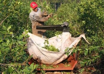 Productores yerbateros proponen una ley provincial de emergencia en Misiones