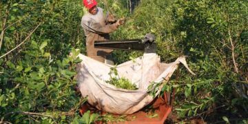 Productores yerbateros proponen una ley provincial de emergencia en Misiones