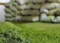 La India aprobó las habilitaciones para la importación comercial regular de yerba mate argentina