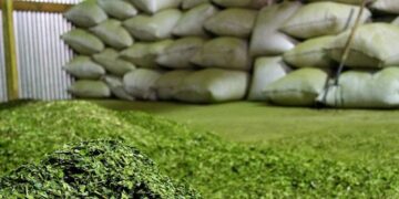La India aprobó las habilitaciones para la importación comercial regular de yerba mate argentina