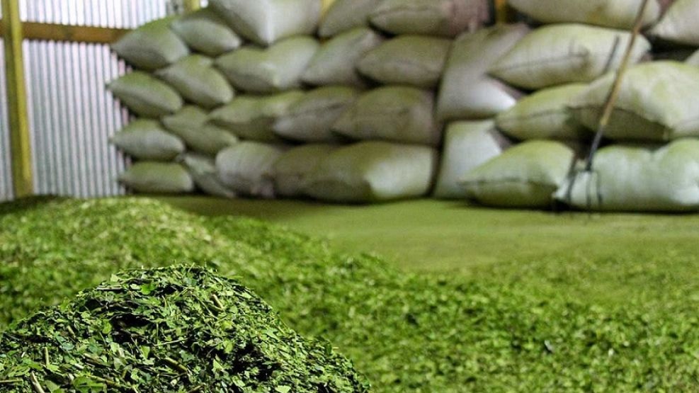 La India aprobó las habilitaciones para la importación comercial regular de yerba mate argentina