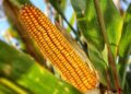 Misiones puso en marcha la Ley de Producción de Proteínas Vegetales para fortalecer las cadenas ganaderas