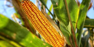 Misiones puso en marcha la Ley de Producción de Proteínas Vegetales para fortalecer las cadenas ganaderas