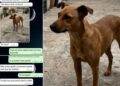 Estafa virtual: publicó la foto de su mascota perdida y quisieron extorsionarla usando IA