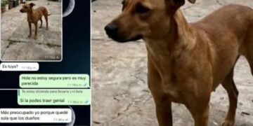Estafa virtual: publicó la foto de su mascota perdida y quisieron extorsionarla usando IA