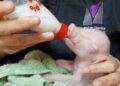 Nació el primer cerdo modificado genéticamente en Argentina: diseñado para trasplantes de órganos humanos