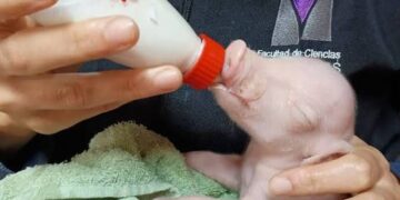 Nació el primer cerdo modificado genéticamente en Argentina: diseñado para trasplantes de órganos humanos