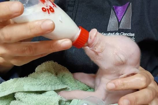 Nació el primer cerdo modificado genéticamente en Argentina: diseñado para trasplantes de órganos humanos