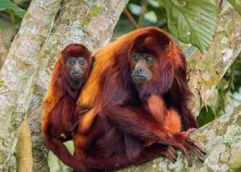Repoblarán la selva con monos carayá rojos para recuperar una especie al borde de la extinción en Misiones