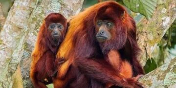 Repoblarán la selva con monos carayá rojos para recuperar una especie al borde de la extinción en Misiones