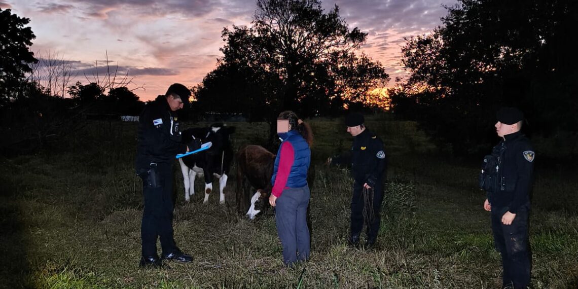 Robó un ternero y fue capturado por la Policía mientras lo ocultaba entre las malezas en El Soberbio