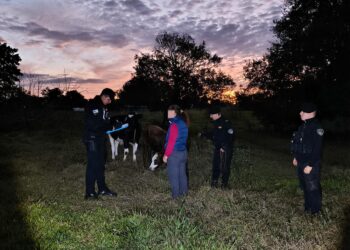 Robó un ternero y fue capturado por la Policía mientras lo ocultaba entre las malezas en El Soberbio