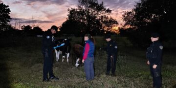 Robó un ternero y fue capturado por la Policía mientras lo ocultaba entre las malezas en El Soberbio