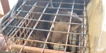 Posadas: rescataron y pusieron a resguardo a un lobito de río hallado debajo de un vehículo