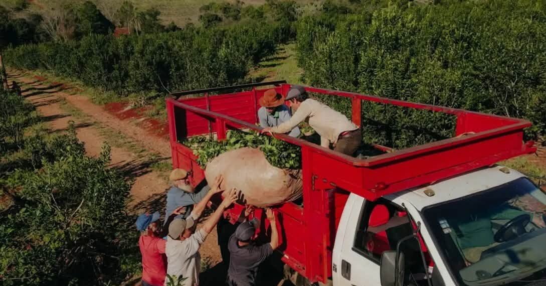Misiones lanzó una nueva herramienta para financiar al sector yerbatero y adelantar el cobro de ventas