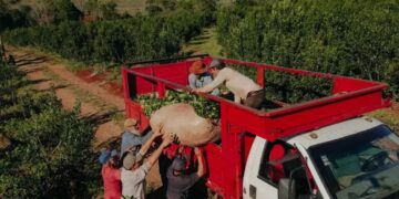 Misiones lanzó una nueva herramienta para financiar al sector yerbatero y adelantar el cobro de ventas