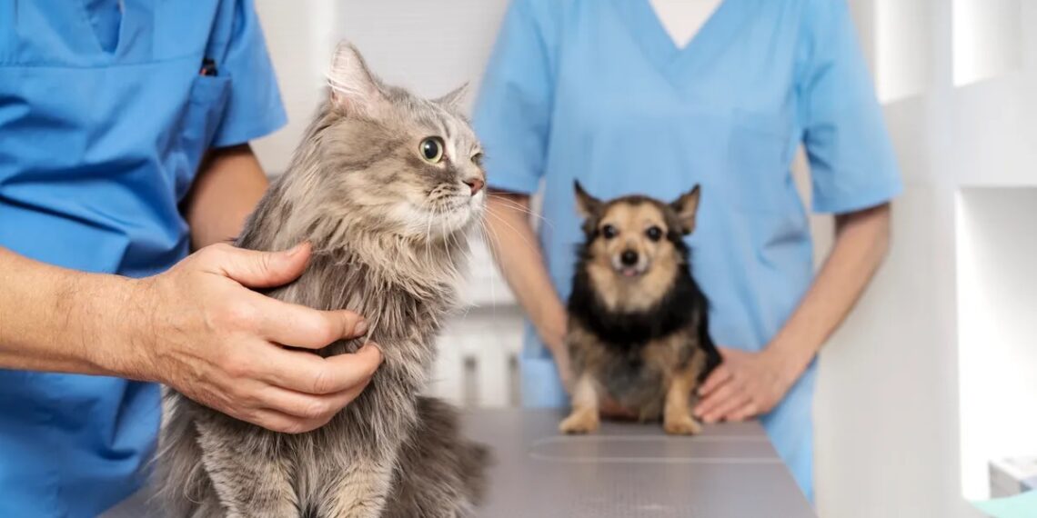 Día del Veterinario: por qué se celebra hoy, 6 de agosto en Argentina