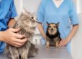 Día del Veterinario: por qué se celebra hoy, 6 de agosto en Argentina