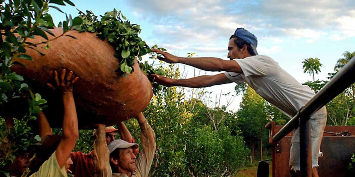 Misiones solicitó la continuidad del programa Intercosecha para los trabajadores tareferos