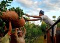 Misiones solicitó la continuidad del programa Intercosecha para los trabajadores tareferos