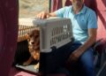 Posadas habilitó el traslado de mascotas en el transporte urbano bajo condiciones de seguridad
